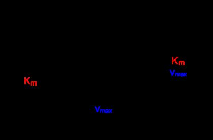 Σχήμα 7.13: Διάγραμμα Lineweaver-Burk μιας ενζυμικής αντίδρασης. Η γραφική παράσταση του διπλού αντιστρόφου, αν και είναι γραμμική, τονίζει περισσότερο τα αρχικά σημεία και λιγότερο τα τελευταία.