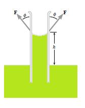 Σχήμα 2.13: Άνοδος και κάθοδος της στάθμης υγρών σε τριχοειδείς σωλήνες. Όπως φαίνεται και στο Σχ. 2.13 το βάρος της υγρής στήλης ύψους h συγκρατείται από την ολική κατακόρυφη συνιστώσα των δυνάμεων επιφανειακής τάσης F.