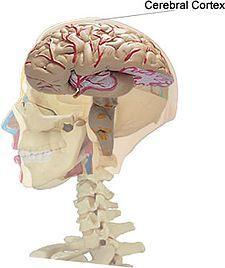 1. ΕΙΣΑΓΩΓΗ 1.1. ΕΓΚΕΦΑΛΟΣ ΓΕΝΙΚΑ Ο εγκέφαλος είναι το μεγαλύτερο και πιο πολύπλοκο τμήμα του νευρικού συστήματος του ανθρώπου.