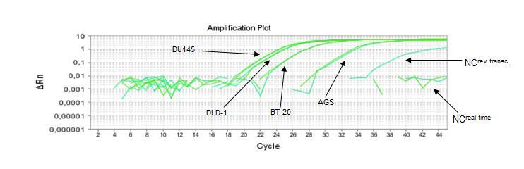 κυτταρικές σειρές DU145, ΒΤ-20, AGS και DLD-1. Επισημαίνονται και τα control δείγματα που χρησιμοποιήθηκαν. Εικόνα 22.