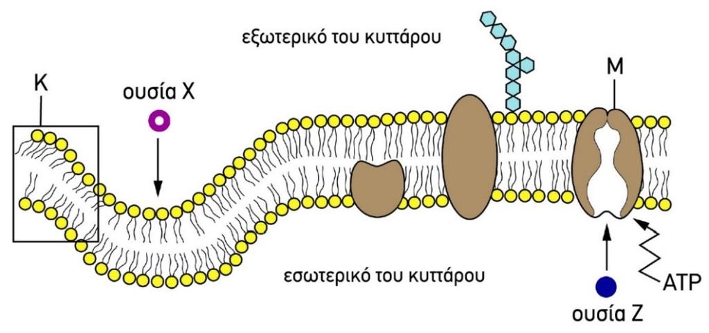Η παρακάτω εικόνα αναπαριστάνει μία εγκάρσια τομή της πλασματικής μεμβράνης του κυττάρου.