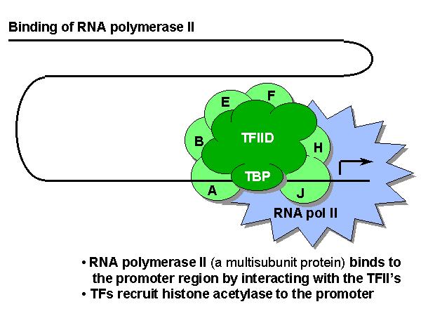 Σύνδεση της RNA πολυμεράσης II με τον υποκινητή Σύνδεση της RNA πολυμεράσης II Η RNA πολυμεράση II, μιά πρωτεΐνη με πολλές υπομονάδες, συνδέεται στην