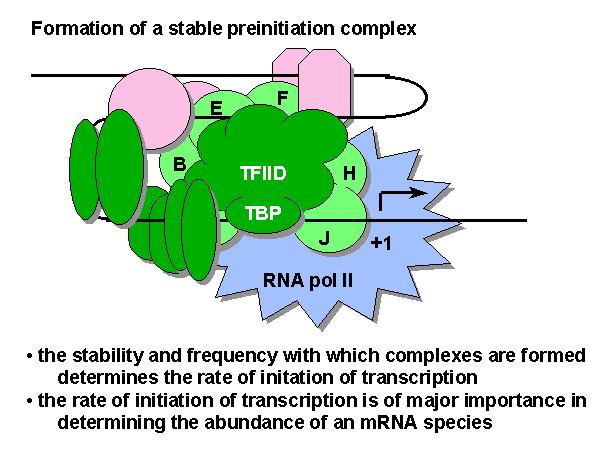 Η συχνότητα σχηματισμού του προεναρκτηρίου μεταγραφικού συμπλόκου καθορίζει την «ένταση» της γονιδιακής έκφρασης Σχηματισμός σταθερού προεναρκτηρίου συμπλόκου Η σταθερότητα και η συχνότητα