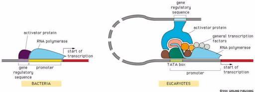 H μεταγραφική ρύθμιση σε βακτήρια και ευκαρυώτες απαιτεί αλληλεπίδραση των μεταγραφικών παραγόντων με το σύμπλοκο της RNA πολυμεράσης Ρυθμιστική αλληλουχία του γονιδίου Ενεργοποιητής RNA πολυμεράση