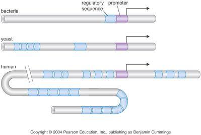 Περισσότερες θέσεις σύνδεσης μεταγραφικών παραγόντων στα ευκαρυωτικά γονίδια σημαίνει