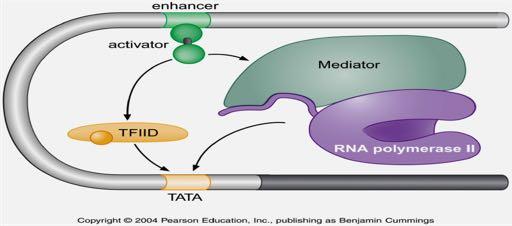 Οι ενεργοποιητές αλληλεπιδρούν με την μεταγραφική μηχανή είτε άμεσα ή έμμεσα ενισχυτής ενεργοποιητής διαμεσολαβητής (mediator) Η ευκαρυωτική μεταγραφική μηχανή περιέχει την RNA πολυμεράση αλλά και