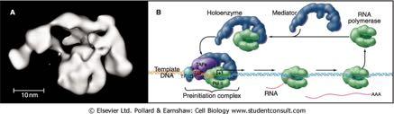 Διαμεσολαβητής: Ένα πολυπρωτεϊνικό σύμπλοκο που επικοινωνεί με την RNA