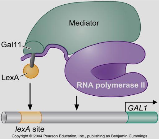Άμεση σύνδεση του διαμεσολαβητή στο DNA προκαλεί μεταγραφική ενεργοποίηση ακόμα και απουσία άλλων ενεργοποιητών της μεταγραφής Σύντηξη του Gal11συμπλόκου διαμεσολαβητή με