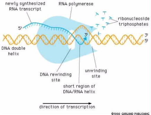 O βασικός μηχανισμός της μεταγραφής Nεοσυντιθέμενο RNA μεταγράφημα RNA πολυμεράση Τριφωσφορικά ριβονουκλεοτίδια
