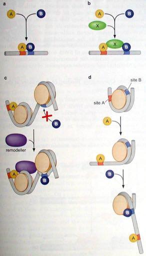 Μηχανισμοί συνεργιστικής δράσης μεταγραφικών παραγόντων Α Β Α. Τυπική συνεργιστική πρόσδεση στο DNA Β. Δύο πρωτεΐνες αλληλεπιδρούν με μια Τρίτη φέρνοντας την στο DNA Γ.