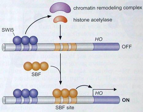 Παράδειγμα 1 συνεργιστικής δράσης μεταγραφικών παραγόντων Το γονίδιο HO εμπλέκεται στην εκβλάστηση (budding) του σακχαρομήκυτα.