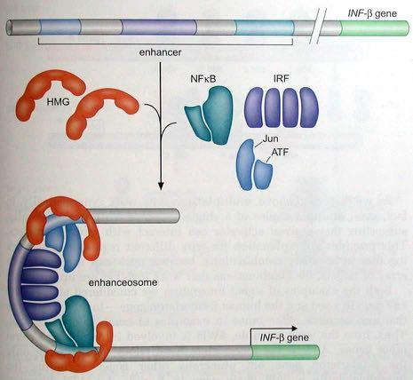 Παράδειγμα 2: η συνεργιστική δράση μεταγραφικών παραγόντων στο γονίδιο της β-ιντερφερόνης εξαρτάται από την αρχιτεκτονική του υποκινητή Το γονίδιο της ανθρώπινης β- ιντερφερόνης ενεργοποιείται από