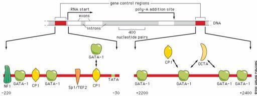 Συνδυαστική ρύθμιση του γονιδίου της σφαιρίνης από πολλούς μεταγραφικούς παράγοντες
