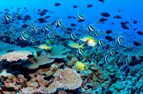 Τα κοραλλιογενή νησιά είναι μερικά από τα καλύτερα μέρη γύρω από το Κο Σαμούι και είναι ιδανικά για καταδύσεις, λόγω των κρυστάλλινων νερών, της πλούσιας θαλάσσιας ζωής και τους υπέροχους