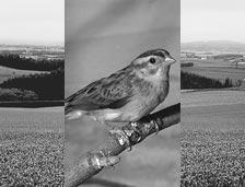 λειτουργίες εγγραφής [b] STBY REC MONOTONE (dissolvenza a monocromia) Quando si esegue la dissolvenza in apertura, l immagine