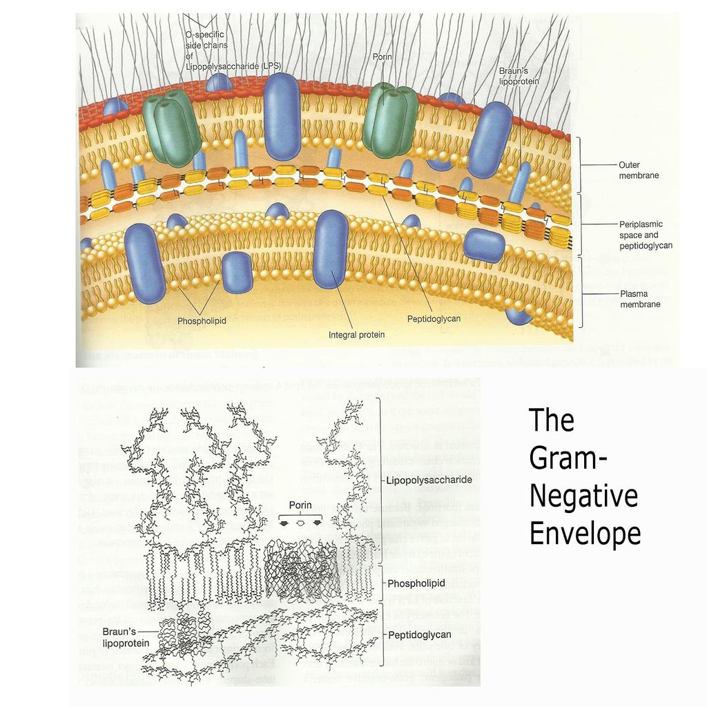 GRAM (-)