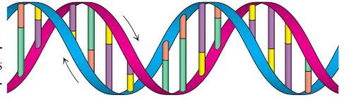 Η διπλή έλικα του DNA μπορεί να σχηματιστεί