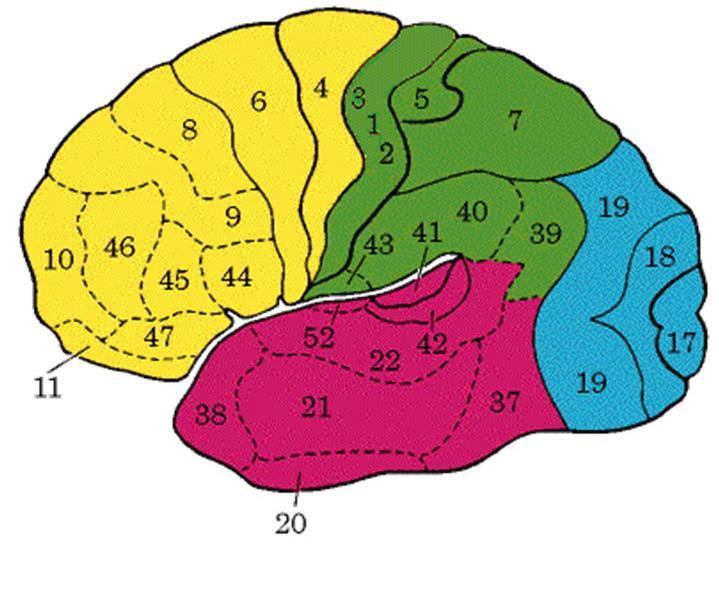 Εικόνα 1-3 Η κυτταροαρχιτεκτονική των πεδίων κατά Brodmann (Köhler,2015) Μήνιγγες εγκεφάλου Το κεντρικό νευρικό σύστημα για προστασία περιβάλλεται από τρία μεμβρανώδη περιβλήματα, τις μήνιγγες.