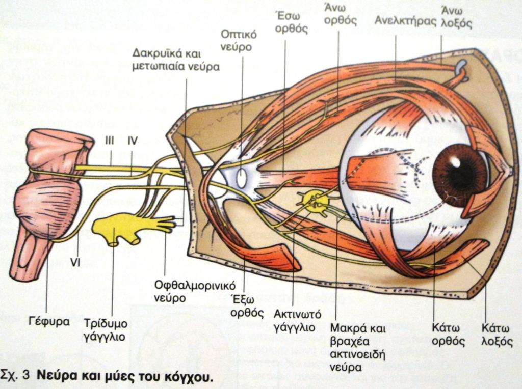 ΑΝΑΤΟΜΙΑ