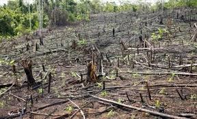 Αποψίλωση των δασών (μείωση των δασών) Αποψίλωση των δασών: τα δέντρα συμβάλλουν