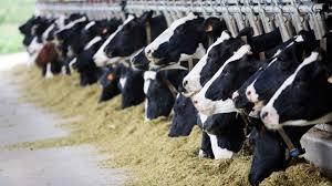 Αύξηση της κτηνοτροφίας Οι αγελάδες και τα