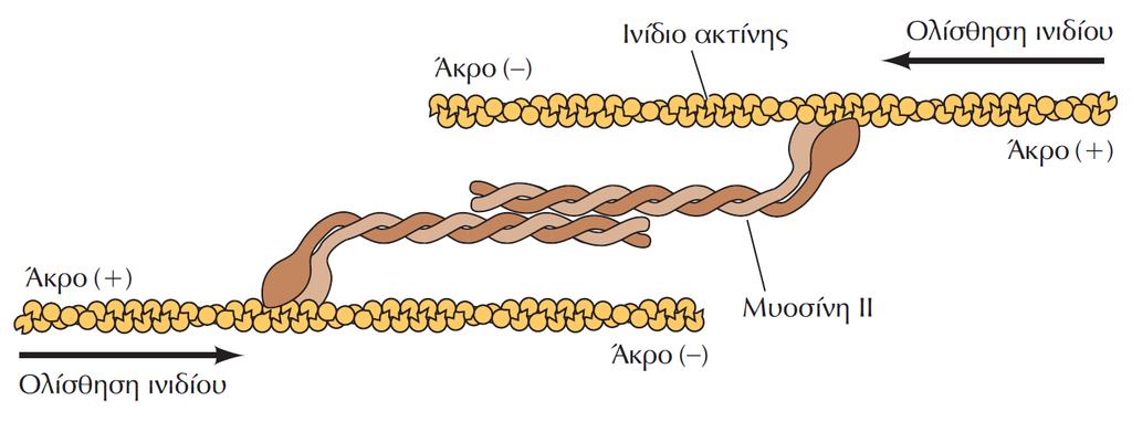 Συσταλτά συστήματα σε μη μυϊκά κύτταρα Διπολικά ινίδια μυοσίνης ΙΙ προκαλούν