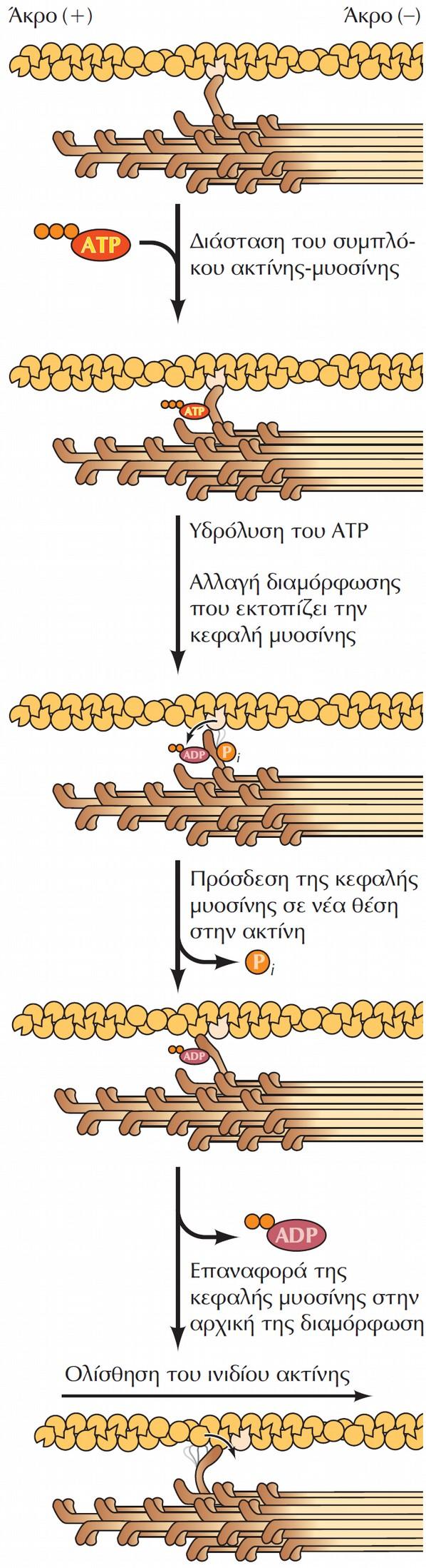 Μοντέλο δράσης της μυοσίνης. Α) Η πρόσδεση του ATP αποσυνδέει τη μυοσίνη από την ακτίνη. Β) η υδρόλυση του ATP επάγει μια αλλαγή διαμόρφωσης που μετατοπίζει την κεφαλή της μυοσίνης.
