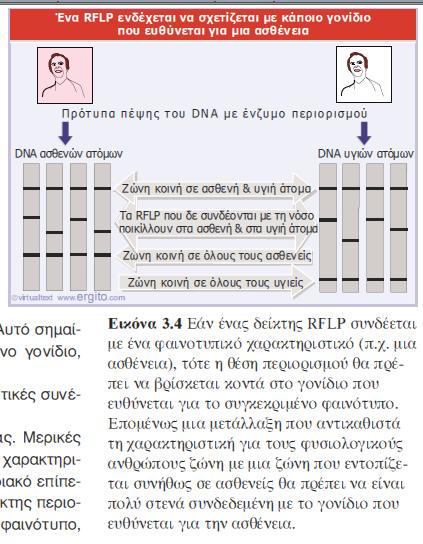 RFLPs Συμπέρασμα: Με την μεθοδολογία των RFLPs ψάχνουμε να βρούμε ένα περιοριστικό ένζυμο με το οποίο θα εμφανίσουμε