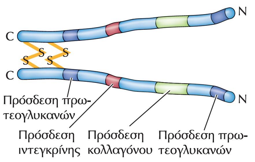 Δομή της φιμπρονεκτίνης Η φιμπρονεκτίνη είναι ένα διμερές που αποτελείται από δύο όμοιες πολυπεπτιδικές αλυσίδες ενωμένες μεταξύ τους μέσω δισουλφιδικών δεσμών κοντά στο καρβοξυτελικό