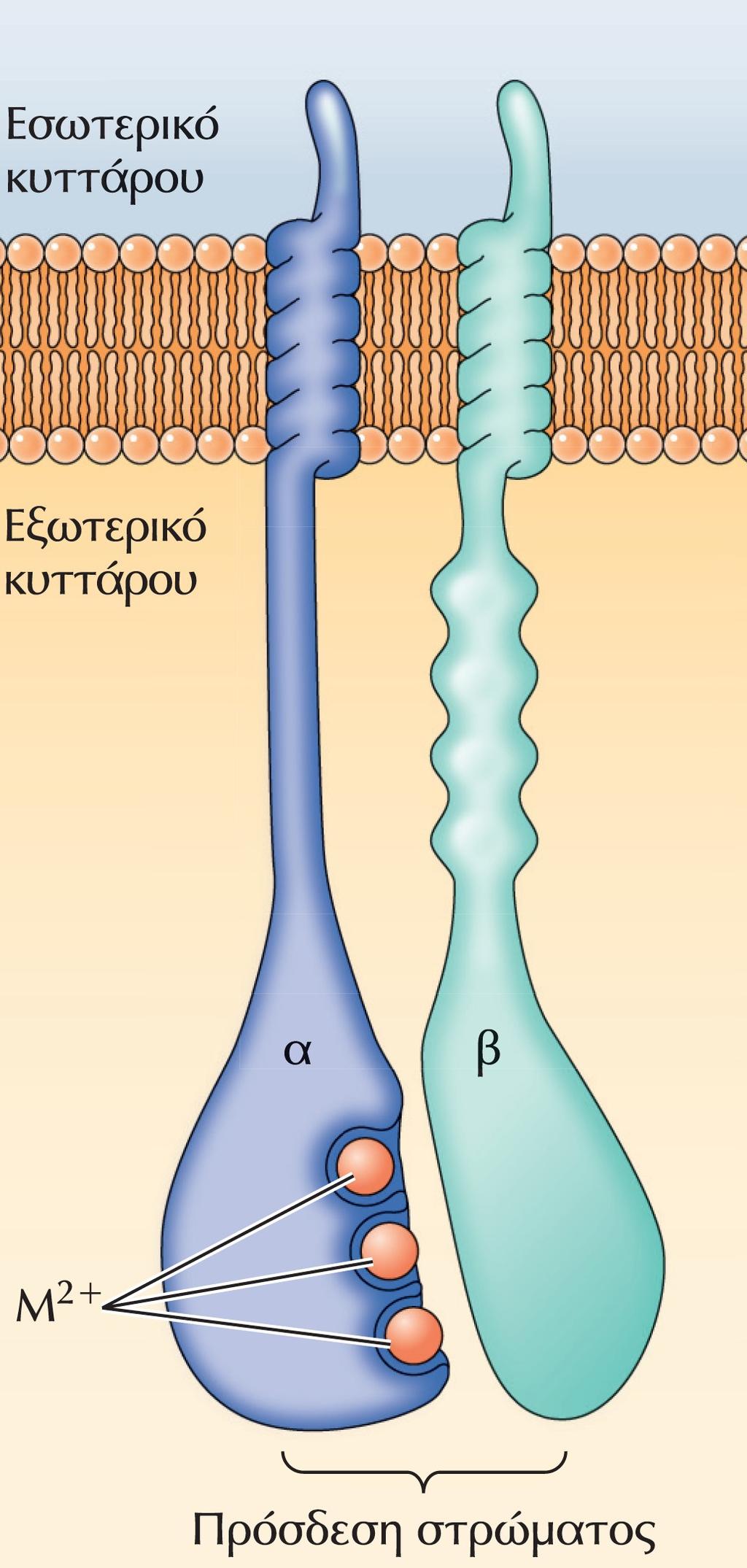 Δομή των ιντεγκρινών. Οι ιντεγκρίνες είναι ετεροδιμερή αποτελούμενα από δύο διαμεμβρανικές υπομονάδες, τις α και β.