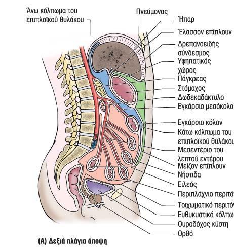 ΥΠΟΔΙΑΙΡΕΣΕΙΣ ΠΕΡΙΤΟΝΑΪΚΗΣ ΚΟΙΛΟΤΗΤΑΣ Ανω κοιλία: στόμαχος,