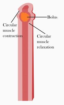 ΟΙΣΟΦΑΓΟΣ Μυώδης σωλήνας που μεταφέρει