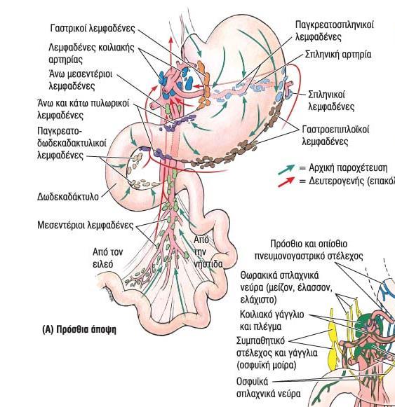 Τα γαστρικά λεμφαγγεία συνοδεύουν τις αρτηρίες και