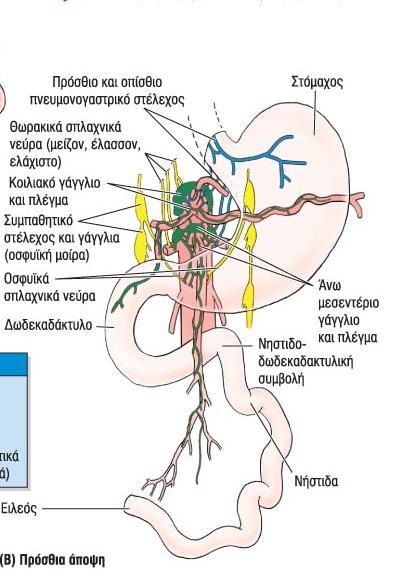 ΣΤΟΜΑΧΟΣ 48 ΝΕΥΡΩΣΗ Παρασυμπαθητική νευρωση από το πνευμονογαστρικό νεύρο