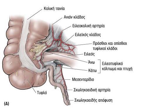 ΛΕΠΤΟ ΕΝΤΕΡΟ 51 Κυρια θεση απορρόφησης θρεπτικών