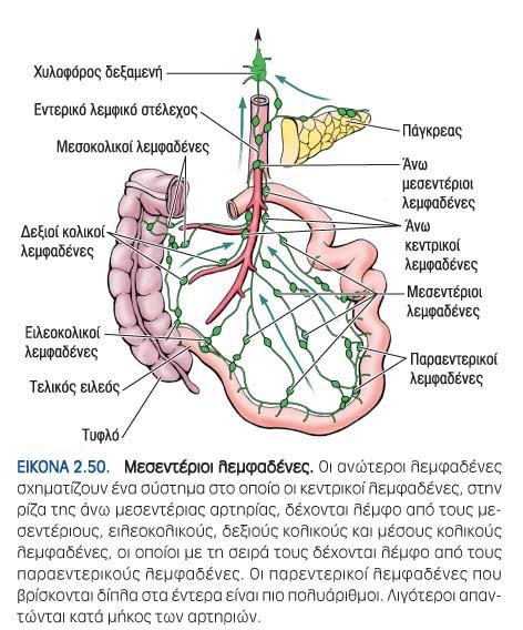 ΝΗΣΤΙΔΑ ΚΑΙ ΕΙΛΕΟΣ 74 Αγγείωση Εξειδικευμένα λεμφαγγεία μεσα στις εντερικές λάχνες που απορροφούν λίπος