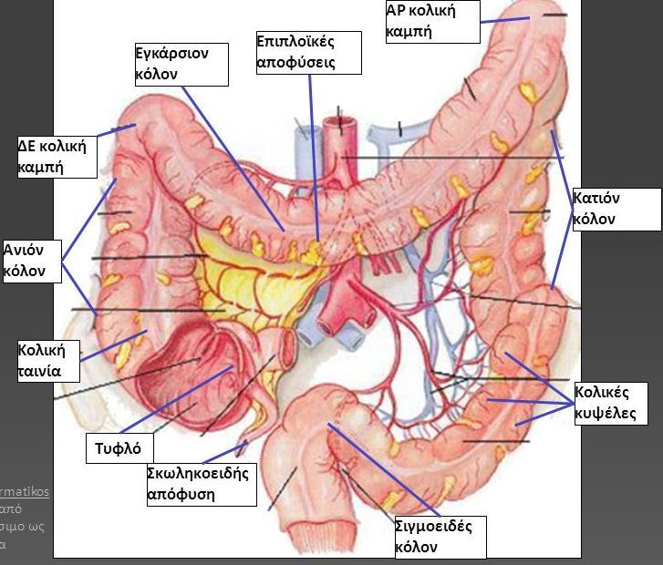 ΠΑΧΥ ΕΝΤΕΡΟ Ξεχωρίζει από το λεπτό έντερο από 1. Τις επιπλοϊκές αποφύσεις (λιπώδεις, επιπλοϊκές προσεκβολές) 2.