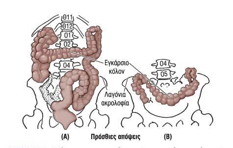 ΚΟΛΟΝ 95 Εγκάρσιο κόλον Τρίτη, μακρύτερη και πιο ευκίνητη μοίρα του πε Πορεύεται εγκάρσια από την δεξιά κολική καμπή μέχρι την αριστερά κολική καμπή (σπληνική) όπου