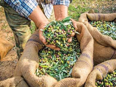 PROFIL THE FUTURE IS ORGANIC Τα βιολογικά προϊόντα είναι γεγονός ότι εγγυώνται αυθεντικές γεύσεις και ποιότητα ζωής, ενώ παράλληλα σηματοδοτούν την έναρξη μιας νέας εποχής, η οποία εκφράζει την