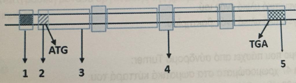 ΘΕΜΑ Β Β1. Α>ό τι α>οτελείται το σύ?>λοκο έναρξης της >ρωτεϊνοσύνθεσης; Να >εριγράψετε τη λήξη. Μονάδες 4 Β2. Να >εριγραφεί το?οντέλο της δι>λής έλικας. Με βάση αυτό, αν δύο οργανισ?