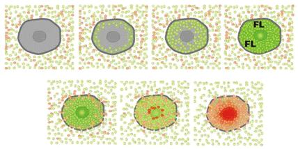 Direct Epifluorescence Filter Technique (DEFT) Intact cell PI and FDA is added FDA (Fluorescein diacetate) PI