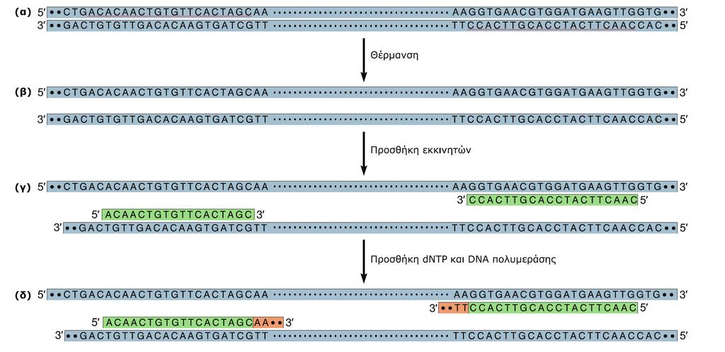PCR Η ενίσχυση του DNA in vitro