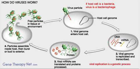 Ιϊκοί φορείς Ολοι οι ιοί μολύνουν τους ξενιστές τους και εισάγουν το γενετικό τους υλικό στα κύτταρα του ξενιστή στα πλαίσια του αναπαραγωγικού τους κύκλου.