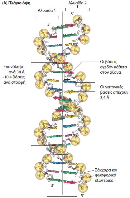 4.2 Ένα ζεύγος αλυσίδων νουκλεϊκού οξέος με συμπληρωματικές