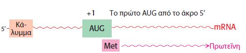 Το αγγελιαφόρο RNA περιέχει κωδικόνια έναρξης