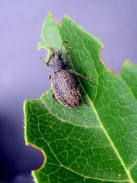 Coleoptera,