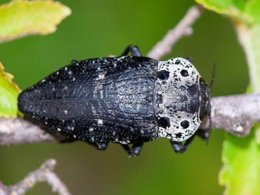 BUPRESTIDAE Ξυλοφάγα (ξύλο δένδρων) Μέτρια-Μεγάλα (0.5-3.