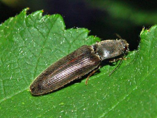 ELATERIDAE Έντομα εδάφους Μοιάζουν με τα Buprestidae, αλλά είναι πιο μικρά, χωρίς έντονους χρωματισμούς ως ακμαία Εκτελούν άλματα Προνύμφες