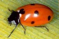 COCCINELLIDAE Πασχαλίτσες