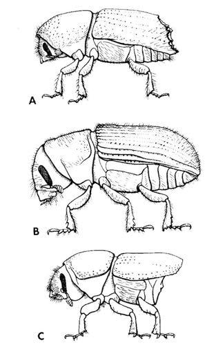 SCOLYTIDAE Μικρού μεγέθους (2-3mm)